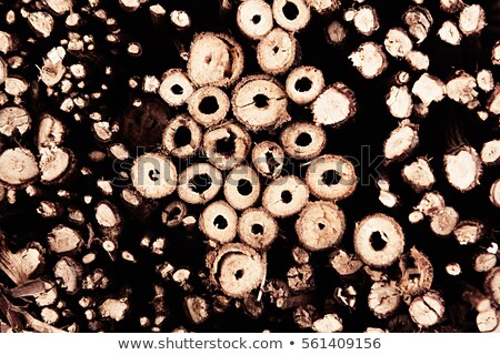 Foto stock: Background Of Cross Section Thin Brown Wooden Branches Annual Rings Top View
