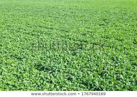 [[stock_photo]]: Aerial View Of Sugar Beet Field Drone Pov Top View