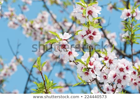 [[stock_photo]]: Almond Blossom Blooming Almond Tree In March
