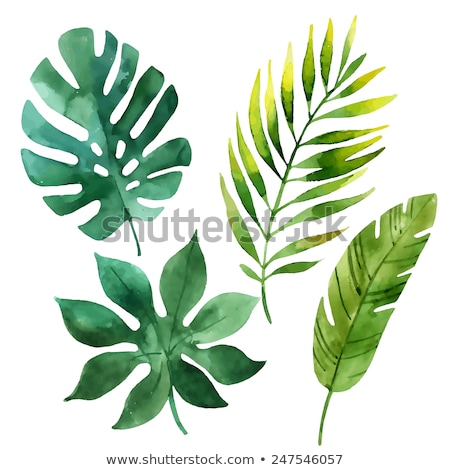ストックフォト: Watercolor Tropical Leaves Isolated On White Background Vector Illustration