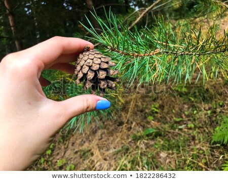 Сток-фото: Girl Looking At Pine Cone In The Forest