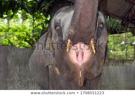 ストックフォト: Elephant Eating In The High Grass