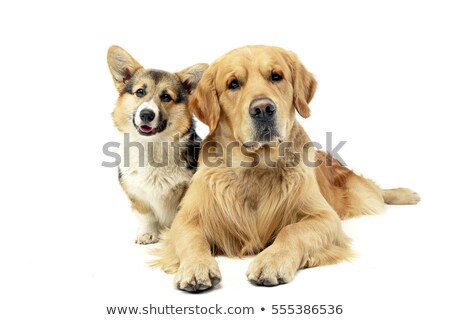 Stock fotó: Studio Shot Of An Adorable Corgie And A Golden Retriever