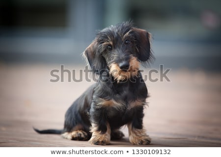 Zdjęcia stock: Portrait Of An Adorable Wire Haired Dachshund