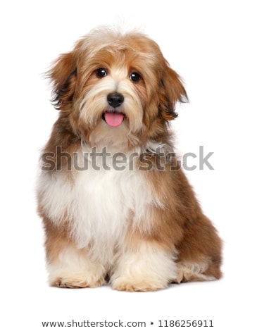Stock foto: Portrait Of An Adorable Havanese Dog