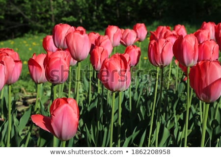 Stock photo: Spring Background Of Dainty Pink Tulips