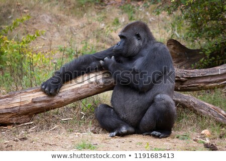 Stok fotoğraf: Resting Gorilla