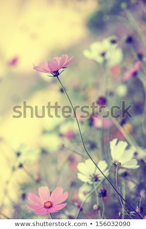 Stockfoto: Beautiful Tender Bouquet Of Summer Meadow Flowers