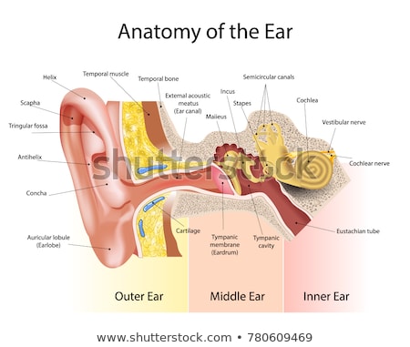 Stock fotó: Human Ear