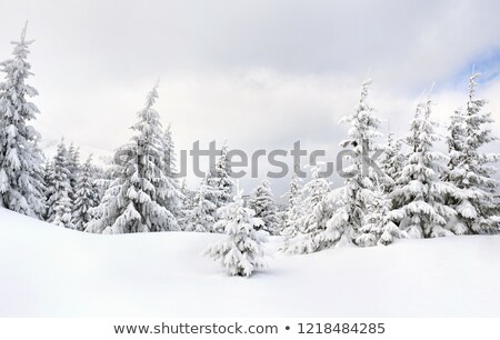 Stok fotoğraf: White Icy Trees In Snow Covered Landscape