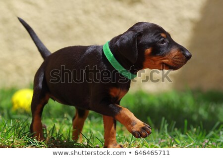 Zdjęcia stock: Puppy Manchester Terrier