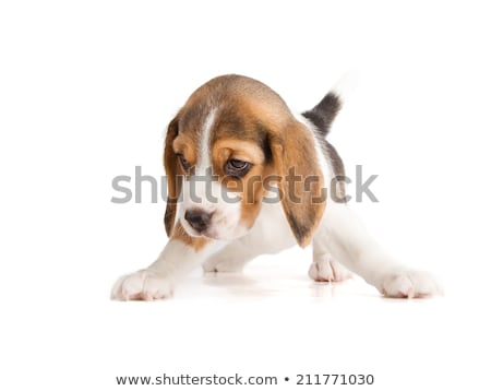 Stock foto: Dog With 3 1 Week Old Puppies