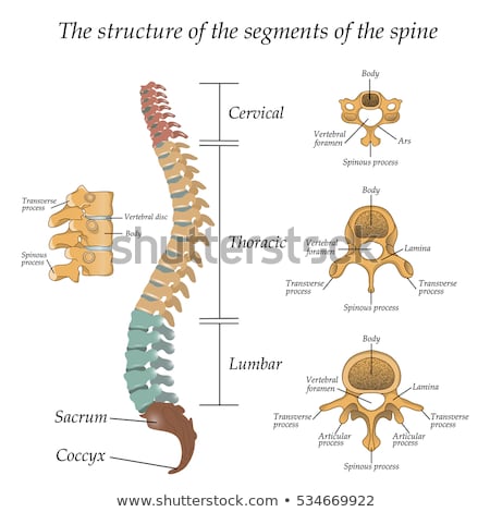 Stok fotoğraf: Human Spine Anatomy Section