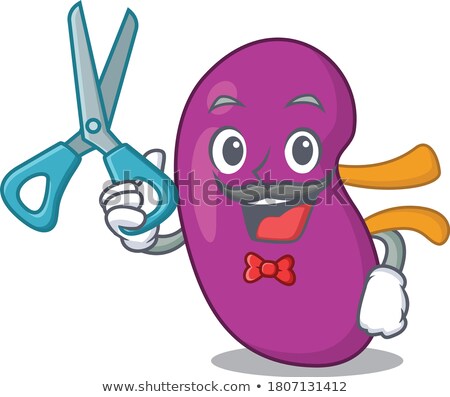 Foto stock: Kidney Anatomical Cut - Human Organ In Section