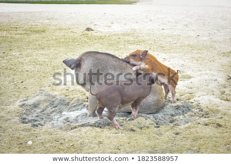 Stockfoto: Two Boars Playing In Mud