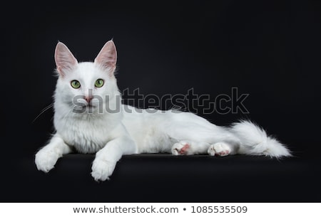 [[stock_photo]]: Solid White Turkish Angora Cat