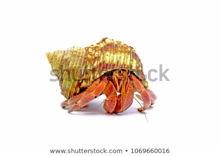 Zdjęcia stock: Hermit Crab