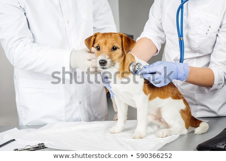 Foto stock: Female Doctor Examining Dog