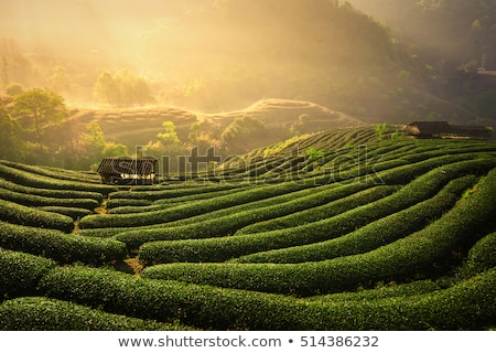 Zdjęcia stock: Tea Plantations