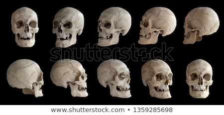 [[stock_photo]]: Human Skull