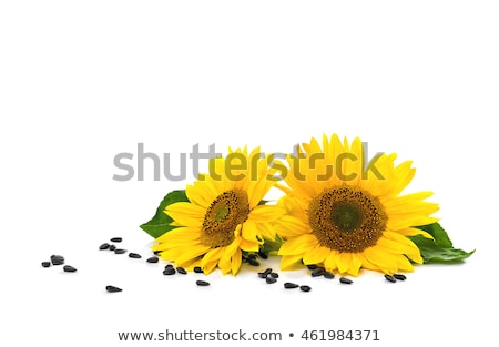 Foto d'archivio: Card With Space For Text And Sunflowers