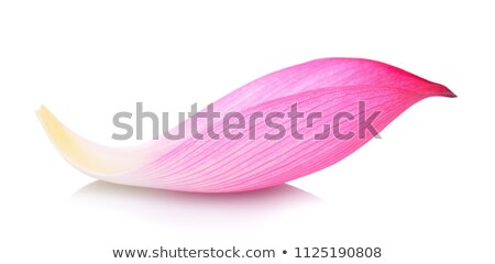 Stock fotó: Pink Lotus On White Background