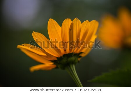 Foto stock: Yellow Gerber Plants