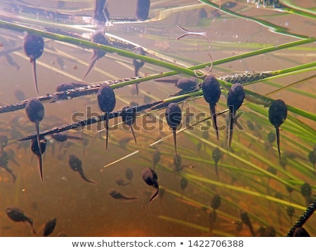 Foto d'archivio: Toads In Water Bufo Bufo