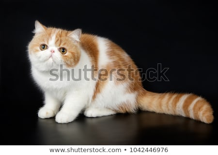 Stock fotó: Exotic Shorthair Cat Exotic Domestic Cat On Black Background