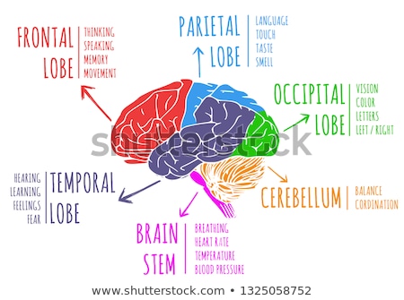 Foto stock: Brain Function