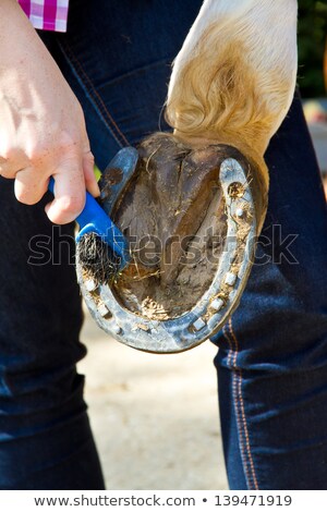 [[stock_photo]]: Woman With Her Horse Cleaning The Hoof
