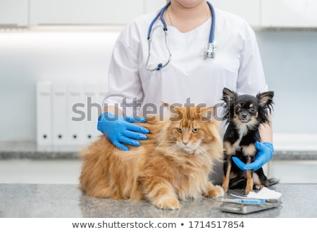 Foto stock: Vet And Dog Chihuahua