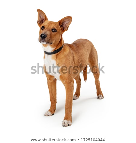 Stok fotoğraf: Head Of Brown Dog