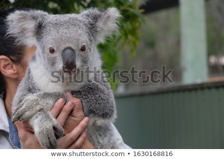 Stock photo: Koala Being Carried By A Person