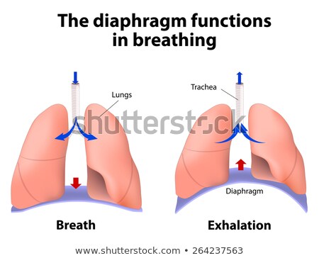 Stock photo: The Diaphragm Functions In Breathing