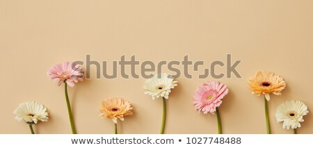 Panorama With Different Bright Gerbera Flowers On A Beige Background Stockfoto © artjazz