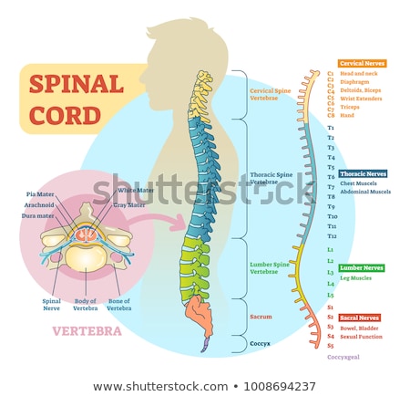 Foto d'archivio: Spinal Cord