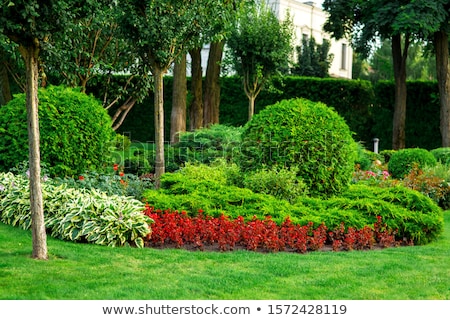 Foto stock: Aisajismo · De · Flores