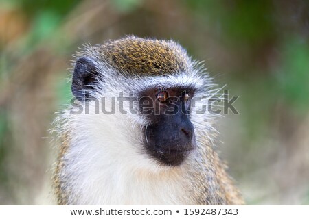 Сток-фото: Vervet Monkey In Lake Chamo Ethiopia