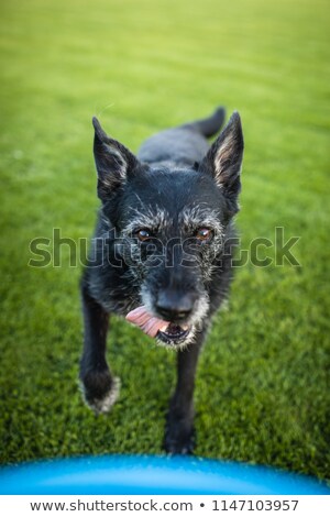 Сток-фото: Portrait Of A Black Dog Running Fast Outdoors Playing With Frisbee