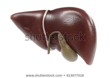 Foto stock: Anatomy Of Liver And Gall Bladder