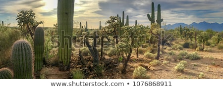 Stok fotoğraf: Hazy Desert Mountain Panorama