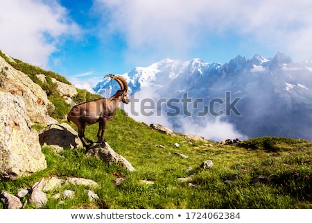Stok fotoğraf: Mountain Goats