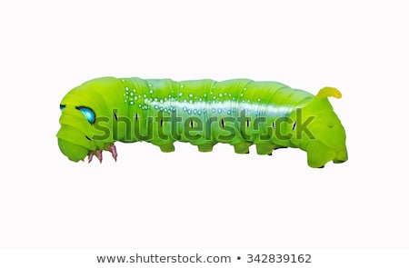 Foto stock: Green Caterpillar And Leafs Isolated On White Background