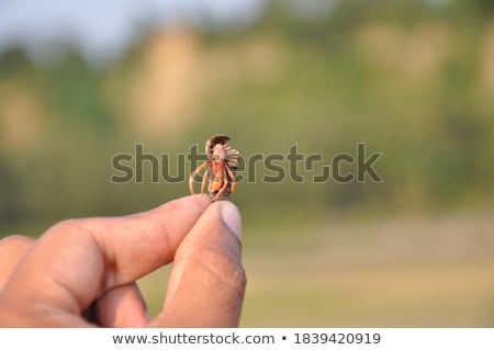 Stok fotoğraf: Crab In The Shell