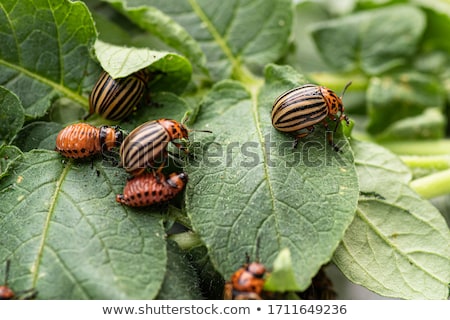 Сток-фото: Colorado Potato Beetle