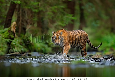 Stock fotó: Tigers In The Jungle