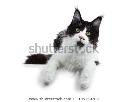 Foto stock: Gorgeous Black And White Young Adult Maine Coon Girl