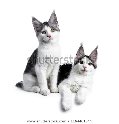 [[stock_photo]]: Two Blue Tabby High White Harlequin Maine Coon Cat Kittens