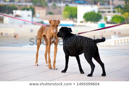 Foto stock: Two Cute Dogs